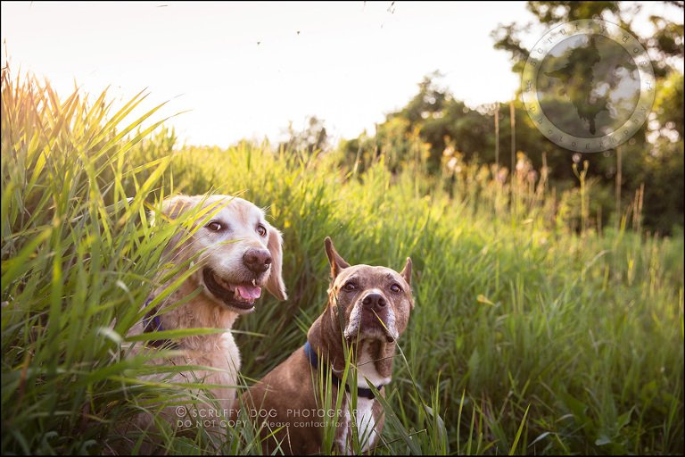 41toronto_ontario_pet_exclusive_photographer_diesel muffin hopkins-1150-Edit