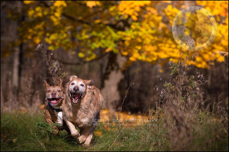 42toronto_ontario_pet_exclusive_photographer_diesel muffin hopkins-1372