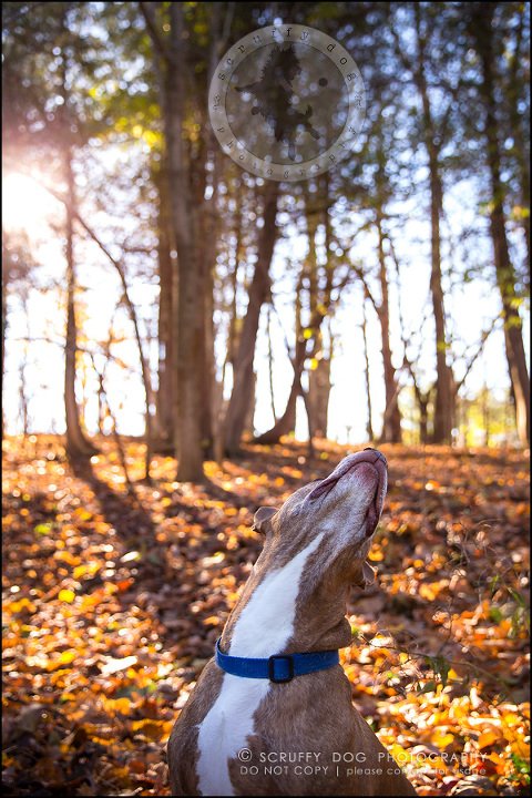 43toronto_ontario_pet_exclusive_photographer_diesel muffin hopkins-1234