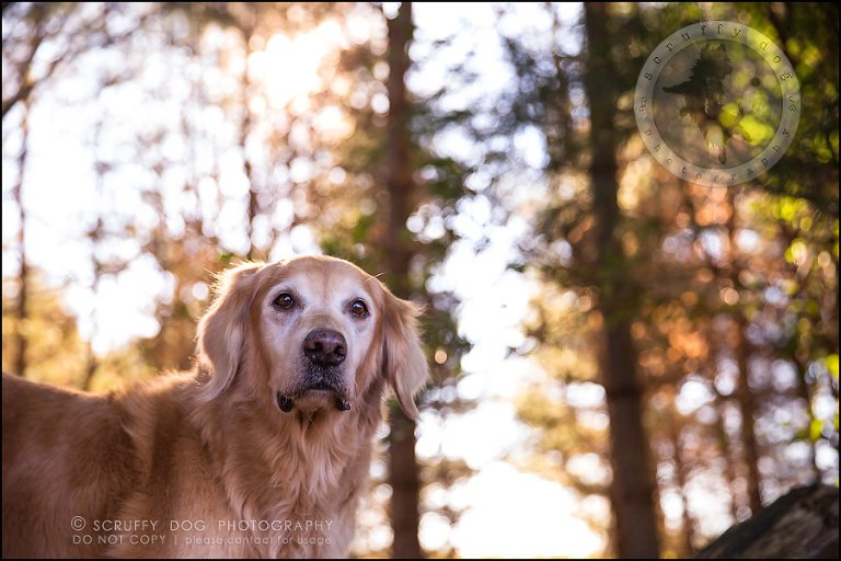 45toronto_ontario_pet_exclusive_photographer_diesel muffin hopkins-1758