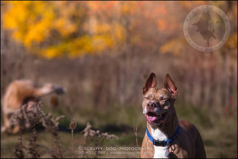 46toronto_ontario_pet_exclusive_photographer_diesel muffin hopkins-1386