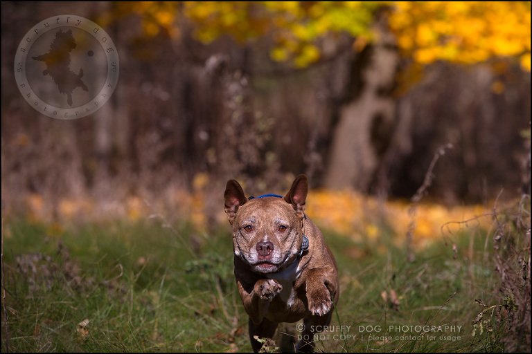 47toronto_ontario_pet_exclusive_photographer_diesel muffin hopkins-1275