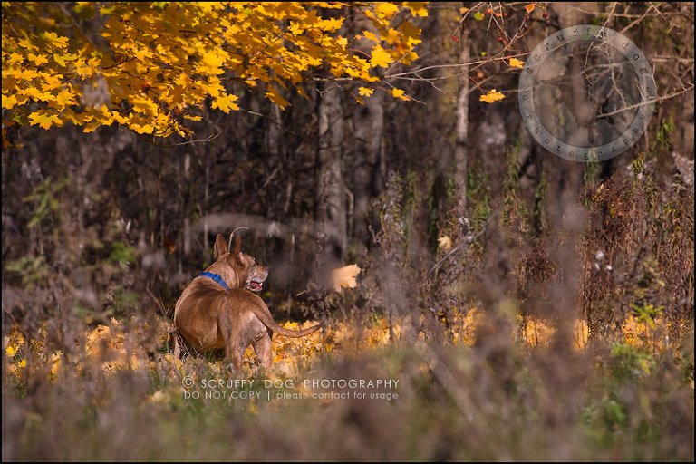 48toronto_ontario_pet_exclusive_photographer_diesel muffin hopkins-1269