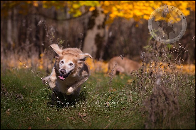 49toronto_ontario_pet_exclusive_photographer_diesel muffin hopkins-1253