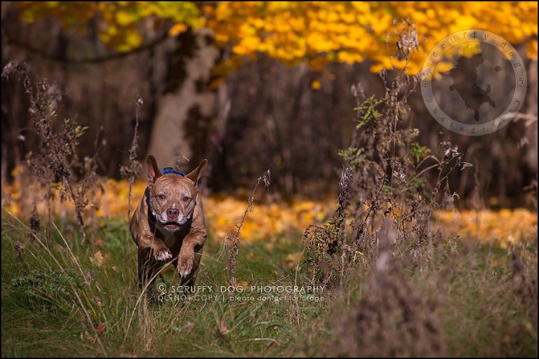 50toronto_ontario_pet_exclusive_photographer_diesel muffin hopkins-1259