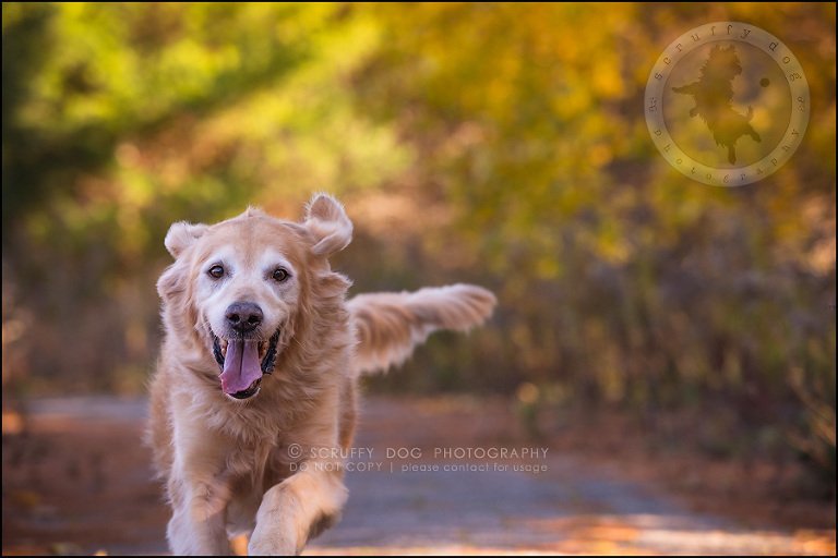 51toronto_ontario_pet_exclusive_photographer_diesel muffin hopkins-1509