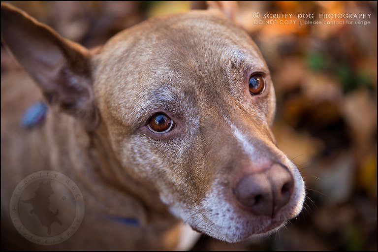 52toronto_ontario_pet_exclusive_photographer_diesel muffin hopkins-1213