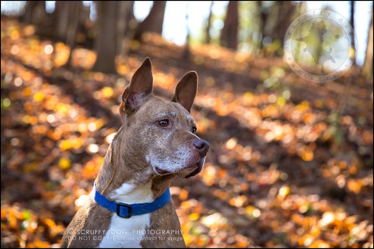 53toronto_ontario_pet_exclusive_photographer_diesel muffin hopkins-1201