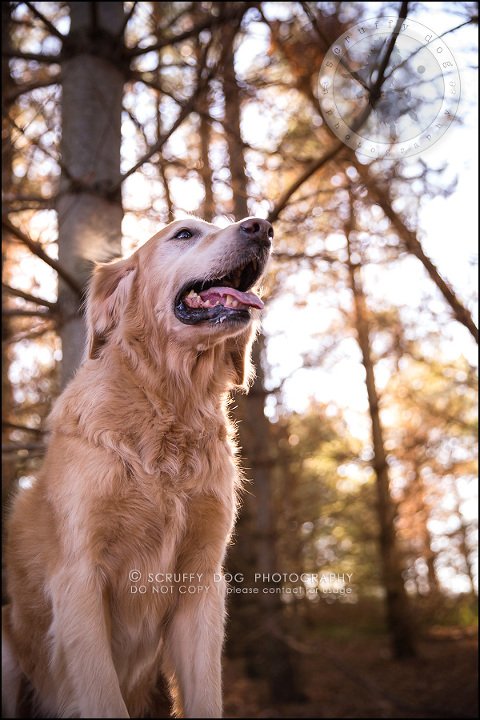 54toronto_ontario_pet_exclusive_photographer_diesel muffin hopkins-1693