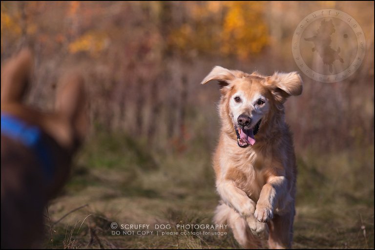 55toronto_ontario_pet_exclusive_photographer_diesel muffin hopkins-1399