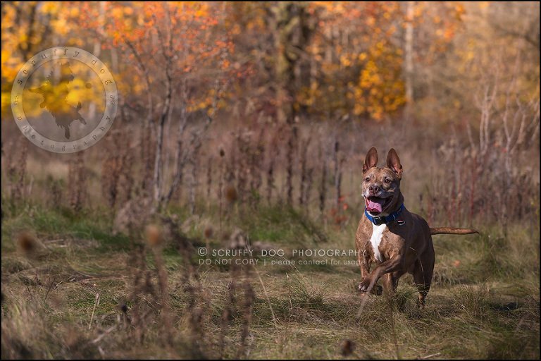 56toronto_ontario_pet_exclusive_photographer_diesel muffin hopkins-1425