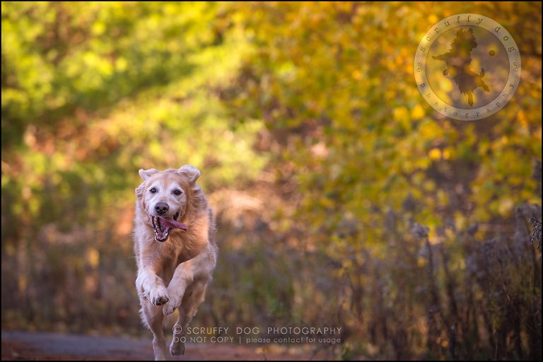 57toronto_ontario_pet_exclusive_photographer_diesel muffin hopkins-1585