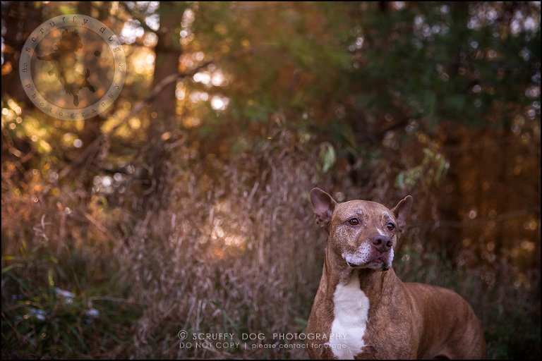 58toronto_ontario_pet_exclusive_photographer_diesel muffin hopkins-1630