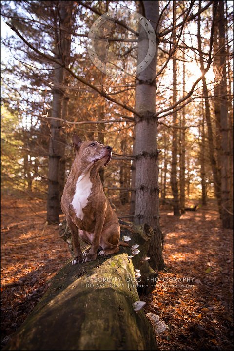 59toronto_ontario_pet_exclusive_photographer_diesel muffin hopkins-1656
