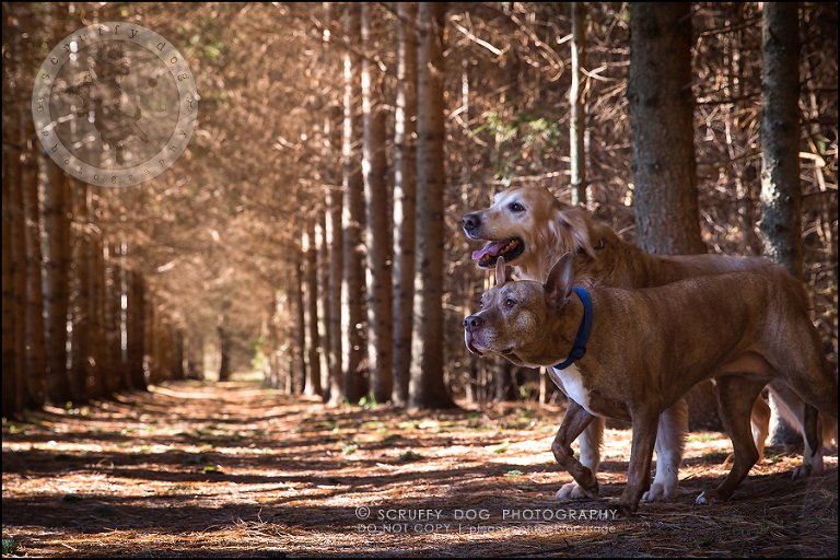 60toronto_ontario_pet_exclusive_photographer_diesel muffin hopkins-1799