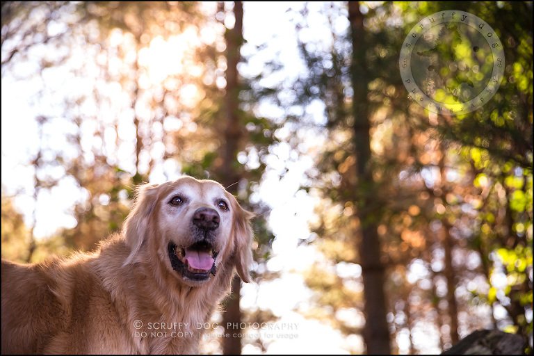 61toronto_ontario_pet_exclusive_photographer_diesel muffin hopkins-1754