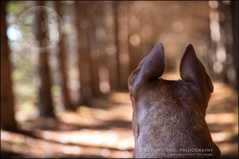 62toronto_ontario_pet_exclusive_photographer_diesel muffin hopkins-1896