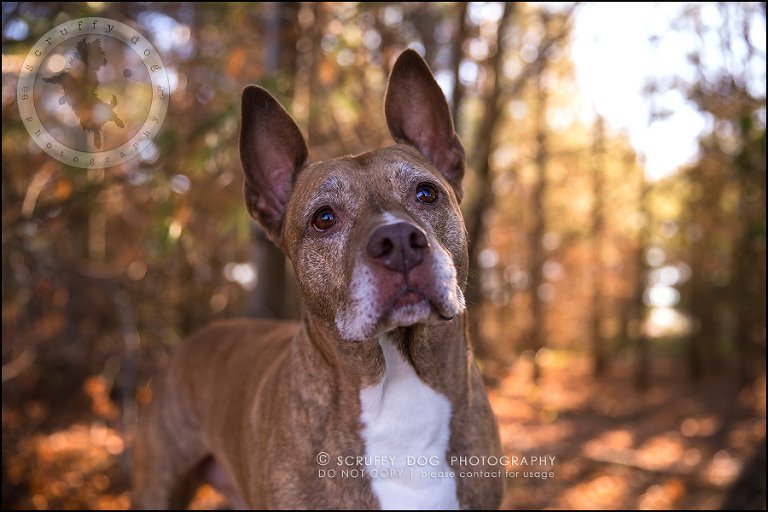 63toronto_ontario_pet_exclusive_photographer_diesel muffin hopkins-1743