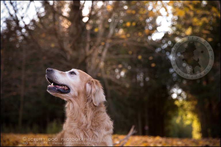 64toronto_ontario_pet_exclusive_photographer_diesel muffin hopkins-1918