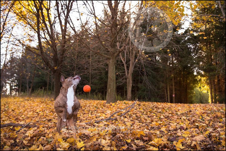 65toronto_ontario_pet_exclusive_photographer_diesel muffin hopkins-1957