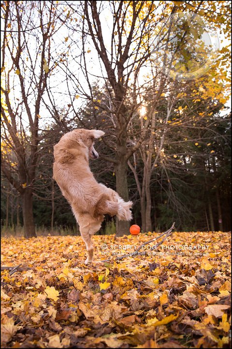 66toronto_ontario_pet_exclusive_photographer_diesel muffin hopkins-1968