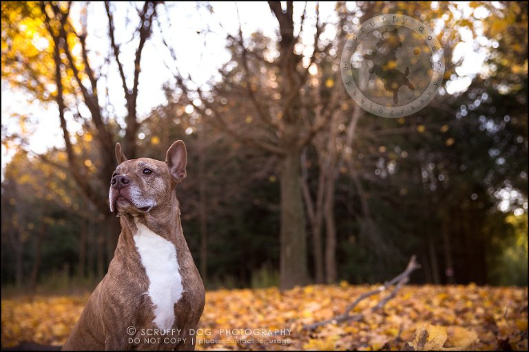 67toronto_ontario_pet_exclusive_photographer_diesel muffin hopkins-1937