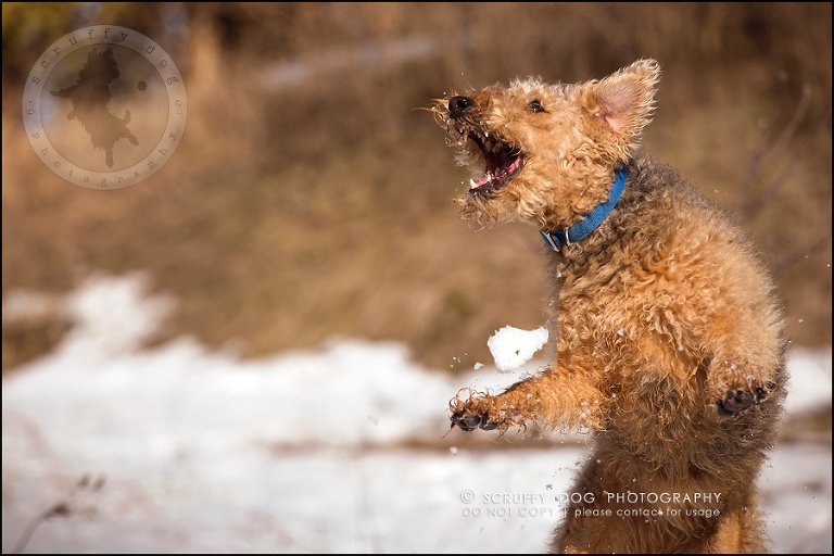 cobi ivy chagnon-115