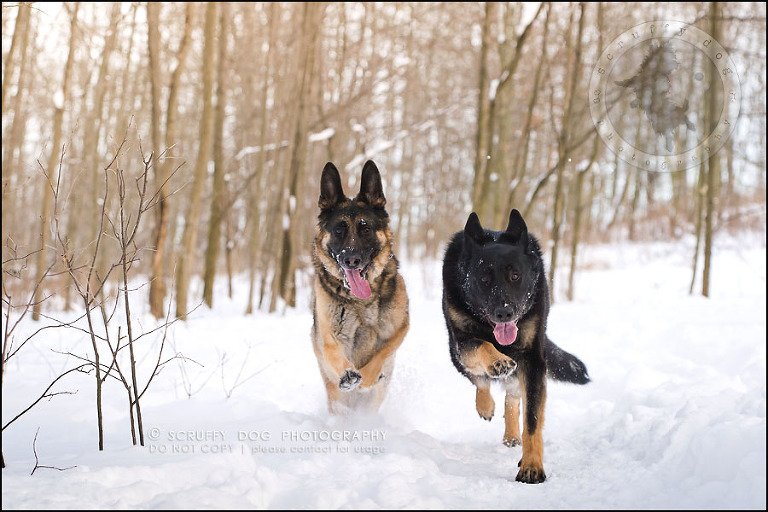 01-toronto-ontario-best-professional-pet-photographer-maya blitz-124