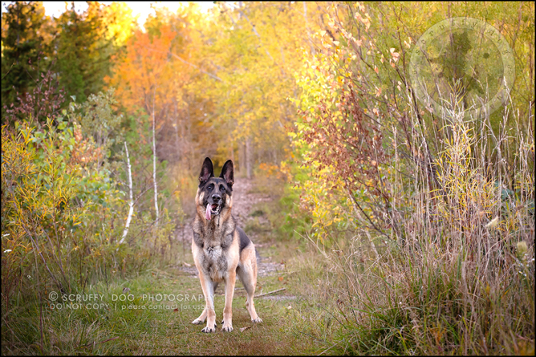 01-toronto-ontario-best-professional-pet-photographer-maya blitz-1376