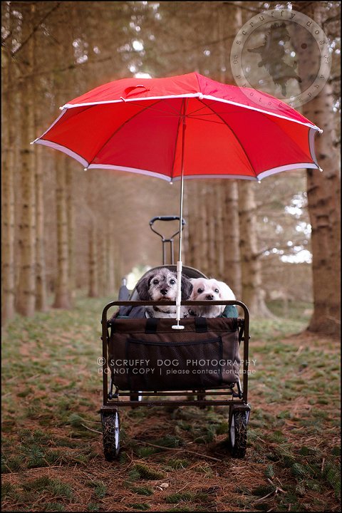 01-toronto-ontario-best-professional-pet-photographer-mika bobby worton-142