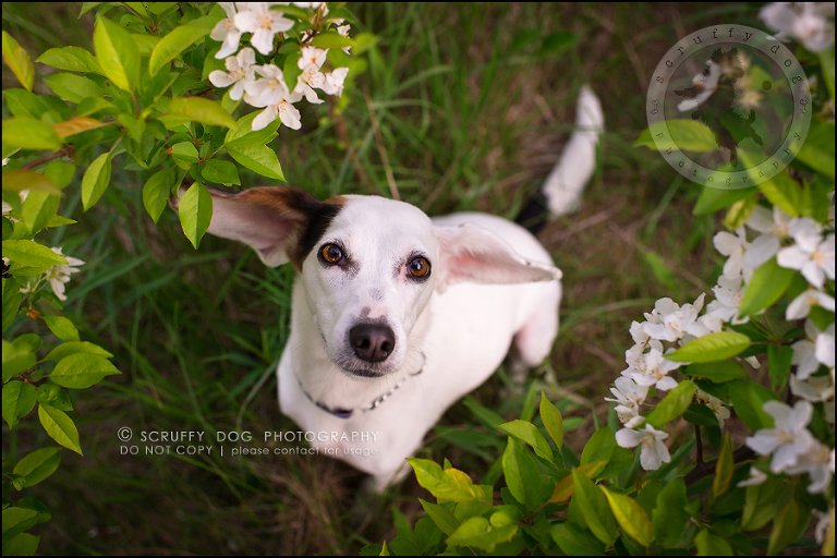 01-toronto-ontario-professional--dog-photographer-lucy frederick-23