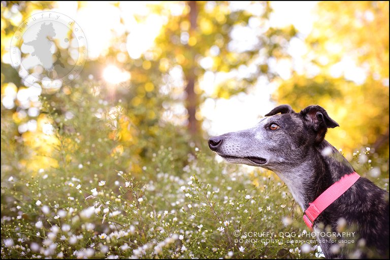 01-toronto-ontario-professional--dog-photographer-lucy poppy real-192