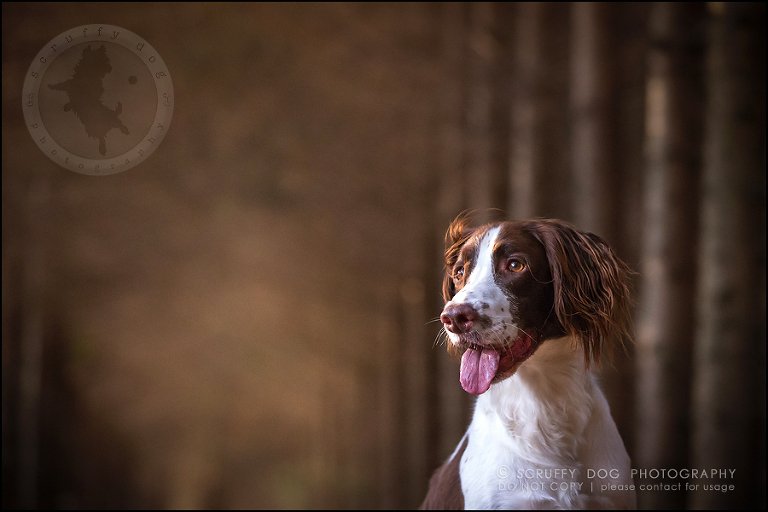 01-toronto-ontario-professional-pet-dog-photographer-jake boucher-739
