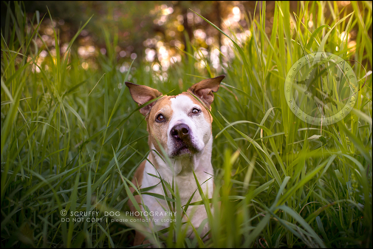 01-toronto-ontario-professional-pet-photographer-jade perry-237