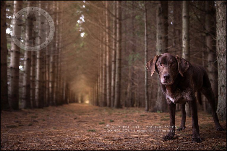 01-waterloo-ontario-best-professional-dog-photographer-max shoup-187