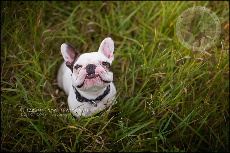01_guelph_ontario_pet_photographer_best_dog_oliver eleanor fleming-144