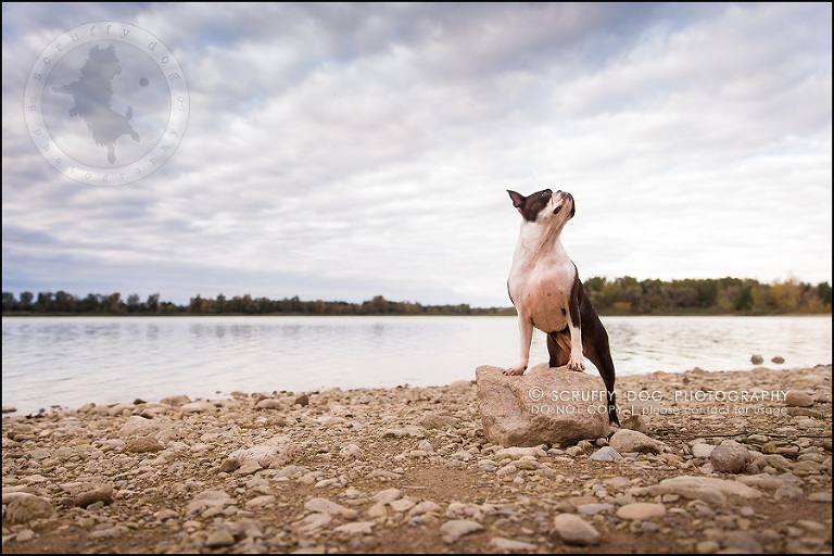 01_kitchener_ontario_pet_photographer_best_dog_princess dot carroll-458