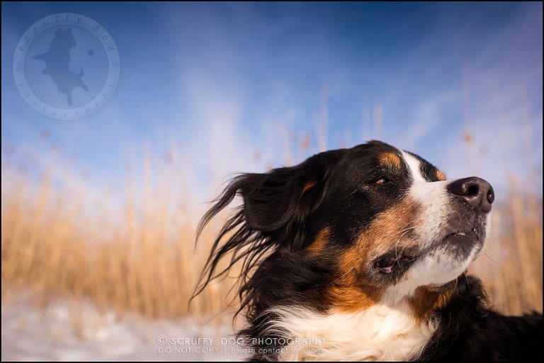 01_toronto_ontario_dog_stock_photography_grace zoe carr-499