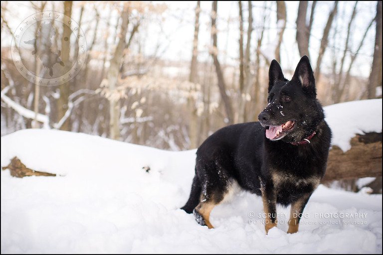 02-toronto-ontario-best-professional-pet-photographer-maya blitz-160