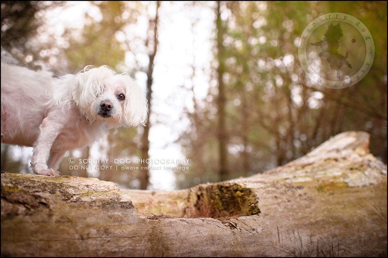 02-toronto-ontario-best-professional-pet-photographer-mika bobby worton-167