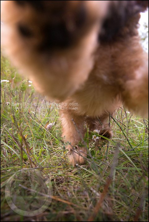 02-toronto-ontario-best-professional-pet-photographer-milford giza-62