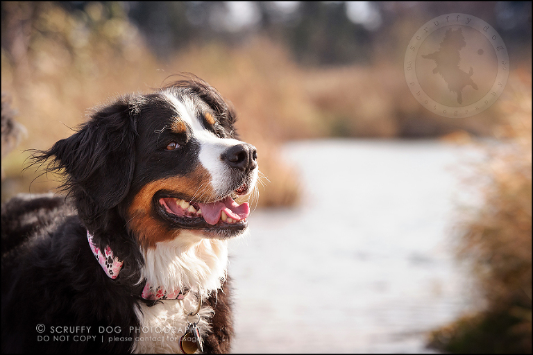 02-toronto-ontario-professional-dog-photographer-henry martha-135