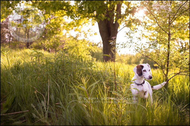 02-toronto-ontario-professional--dog-photographer-lucy frederick-59-Edit