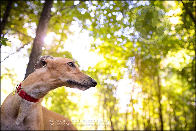 02-toronto-ontario-professional--dog-photographer-lucy poppy real-63