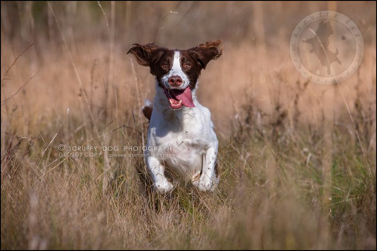02-toronto-ontario-professional-pet-dog-photographer-jake boucher-16