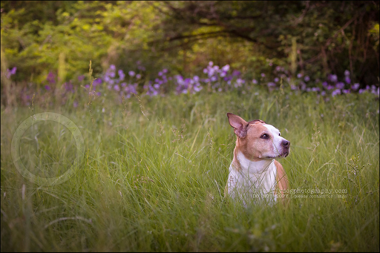 02-toronto-ontario-professional-pet-photographer-jade perry-391