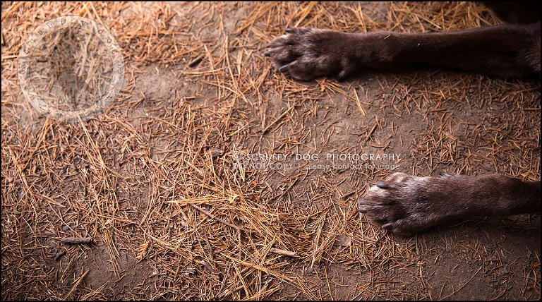 02-waterloo-ontario-best-professional-dog-photographer-max shoup-226