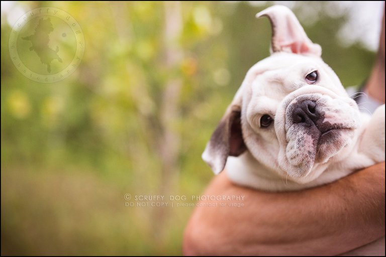 02_guelph_ontario_pet_photographer_best_dog_oliver eleanor fleming-158