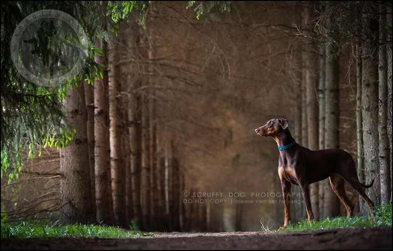 02_guelph_ontario_pet_photographer_best_dog_reese hunsberger-390