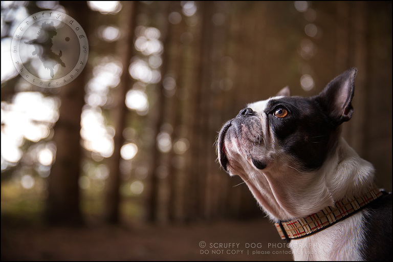 02_kitchener_ontario_pet_photographer_best_dog_princess dot carroll-86